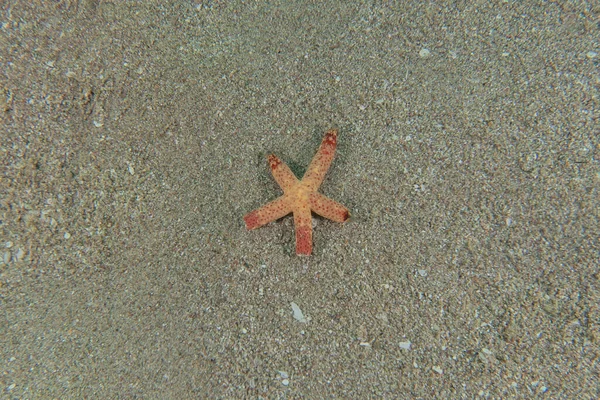 Estrella Mar Fondo Marino Mar Rojo Eilat Israel —  Fotos de Stock