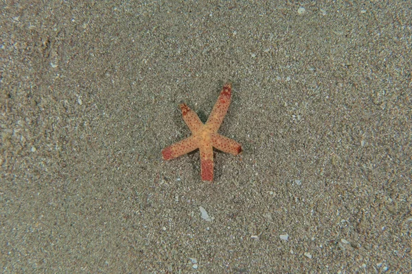 Αστερίας Στον Βυθό Της Ερυθράς Θάλασσας Eilat Israel — Φωτογραφία Αρχείου