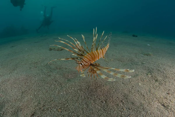 Kızıl Deniz Deki Aslan Balığı Renkli Balık Eilat Israel — Stok fotoğraf