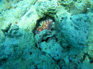 Kızıldeniz 'deki mercan resifi ve su bitkileri, Eilat Israel