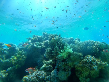Kızıldeniz 'deki mercan resifi ve su bitkileri, Eilat Israel