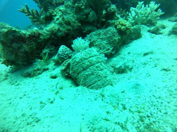 Arrecife Coral Plantas Agua Mar Rojo Eilat Israel — Foto de Stock