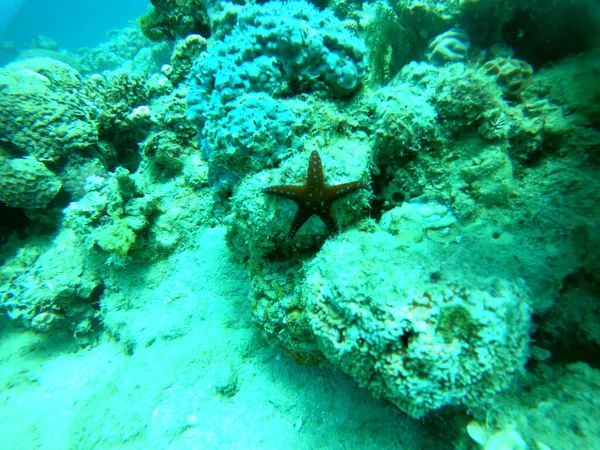 Hvězdice Mořském Dně Rudého Moře Eilat Israel — Stock fotografie