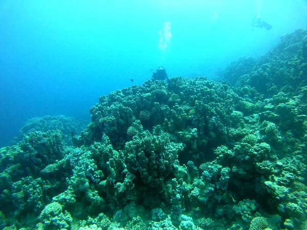 Koraalrif Waterplanten Rode Zee Eilat Israël — Stockfoto