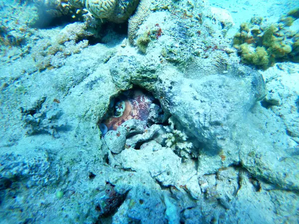 Arrecife Coral Plantas Agua Mar Rojo Eilat Israel — Foto de Stock