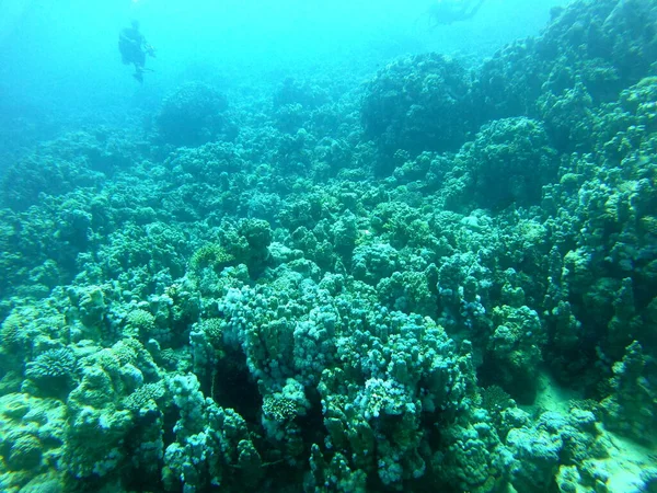 Recifes Coral Plantas Água Mar Vermelho Eilat Israel — Fotografia de Stock