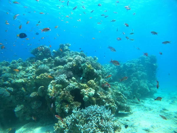以色列埃拉特红海的珊瑚礁和水生植物 — 图库照片