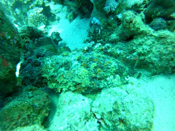 Кораловий Риф Водяні Рослини Червоному Морі Ейлат Ізраїль — стокове фото