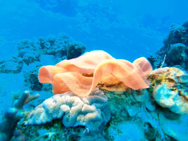 Coral Reef Water Plants Red Sea Eilat Israel — Stock Photo, Image