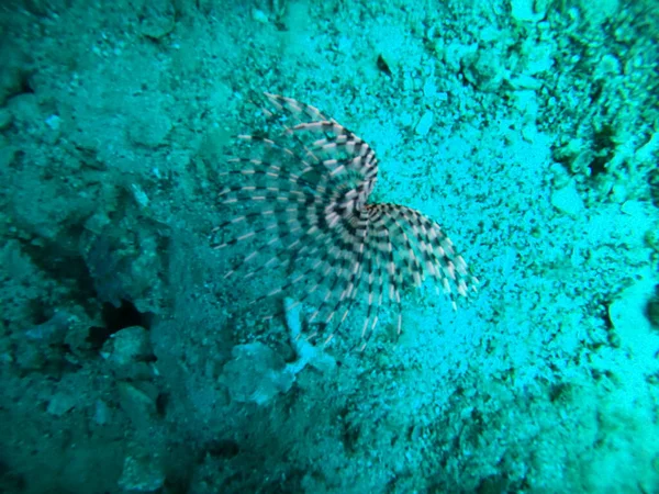 Fish Swimming Red Sea Colorful Fish Eilat Israel — Stock Photo, Image