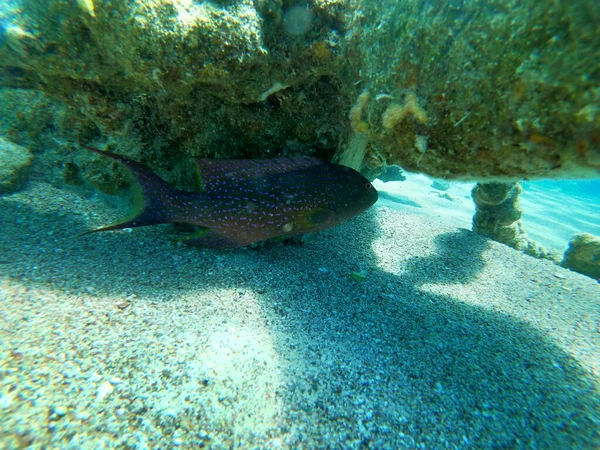 Peces Nadando Mar Rojo Peces Coloridos Eilat Israel — Foto de Stock