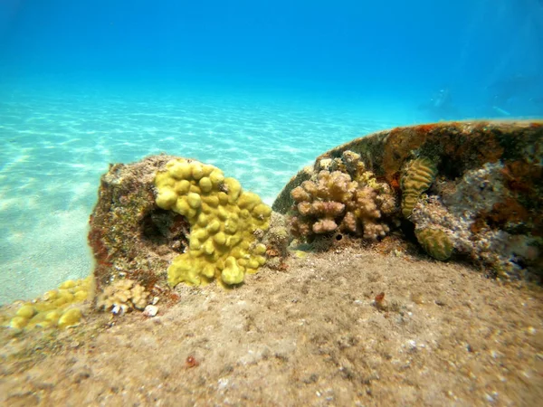 Arrecife Coral Plantas Agua Mar Rojo Eilat Israel —  Fotos de Stock
