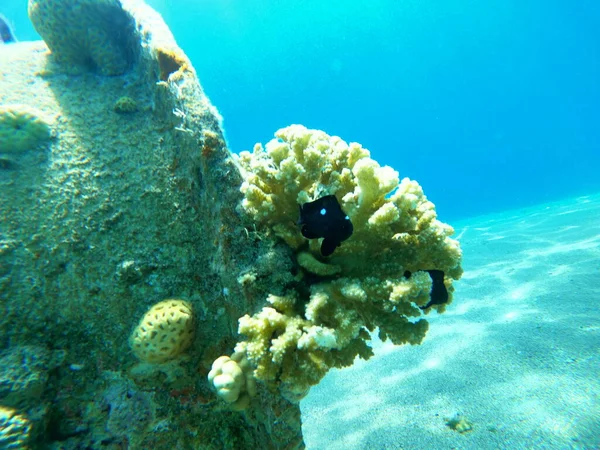 Arrecife Coral Plantas Agua Mar Rojo Eilat Israel —  Fotos de Stock