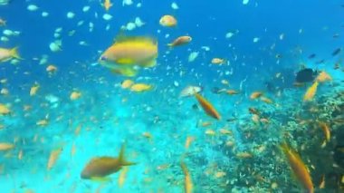 Kızıl Denizde yüzen balıklar, renkli balıklar, Eilat İsrail