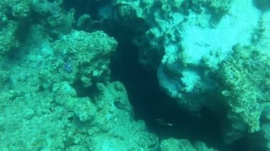 Coral reef and water plants in the Red Sea, Dahab, blue lagoon Sinai Egypt
