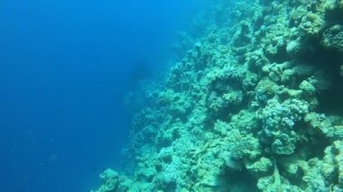 Kızıl Deniz 'deki mercan resifi ve su bitkileri, Dahab, mavi lagün Sina Mısır