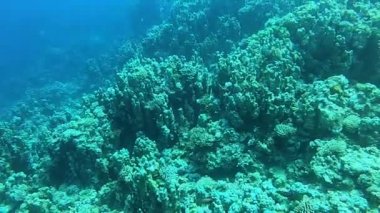 Kızıl Deniz 'deki mercan resifi ve su bitkileri, Dahab, mavi lagün Sina Mısır