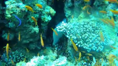 Moray eel Mooray lycodontis Kızıldenizde dalgalanma, Eilat Israel