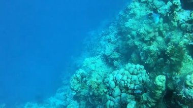 Kızıl Deniz 'deki mercan resifi ve su bitkileri, Dahab, mavi lagün Sina Mısır