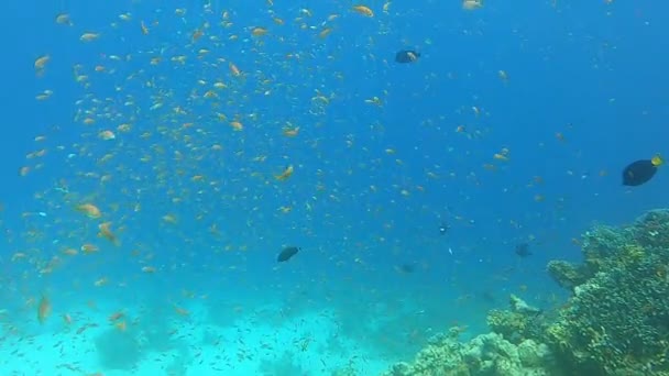 Рыба Плавающая Красном Море Красочные Рыбы Эйлат Израиль — стоковое видео