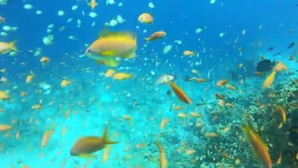 Рибне Плавання Червоному Морі Барвиста Риба Ейлат Ізраїль — стокове відео