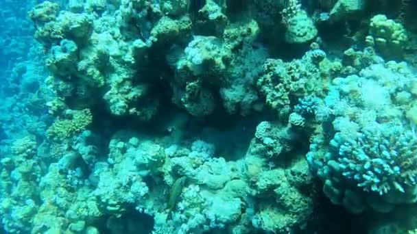 Koraalrif Waterplanten Rode Zee Dahab Blauwe Lagune Sinaï Egypte — Stockvideo