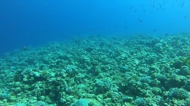 Koraalrif Waterplanten Rode Zee Dahab Blauwe Lagune Sinaï Egypte — Stockvideo