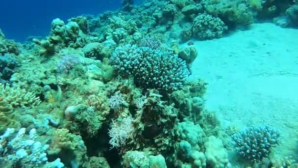 Coral Reef Water Plants Red Sea Dahab Blue Lagoon Sinai — 비디오