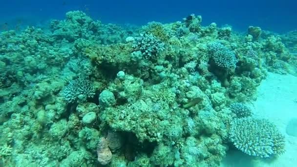 Coral Reef Water Plants Red Sea Dahab Blue Lagoon Sinai — Vídeo de Stock