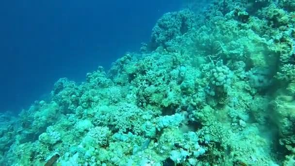 Coral Reef Water Plants Red Sea Dahab Blue Lagoon Sinai — Vídeos de Stock