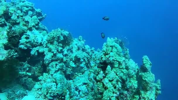 Karang Karang Dan Tanaman Air Laut Merah Dahab Laguna Biru — Stok Video