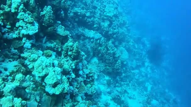 Koraalrif Waterplanten Rode Zee Dahab Blauwe Lagune Sinaï Egypte — Stockvideo