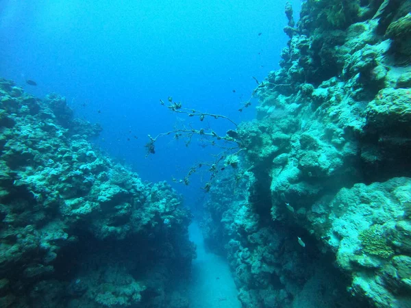 Coral Reef Water Plants Red Sea Dahab Blue Lagoon Sinai — ストック写真