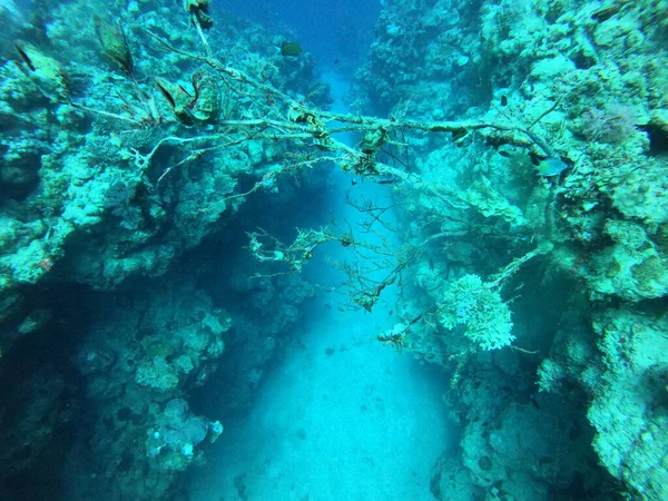Coral Reef Water Plants Red Sea Dahab Blue Lagoon Sinai — Stock Photo, Image