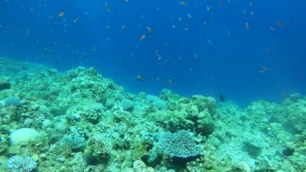Karang Karang Dan Tanaman Air Laut Merah Dahab Laguna Biru — Stok Video