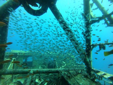 Kızıl Denizde yüzen balıklar, renkli balıklar, Eilat İsrail