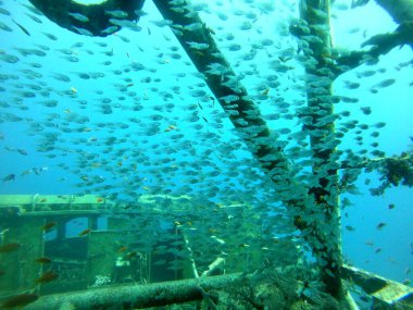 Kızıl Denizde yüzen balıklar, renkli balıklar, Eilat İsrail