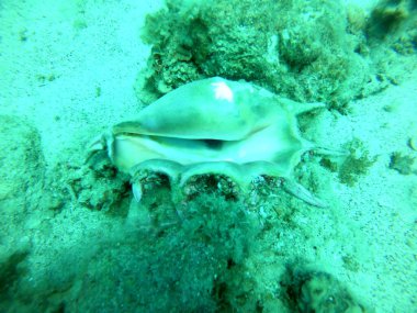 Kızıl Deniz 'deki deniz salyangozları Renkli ve güzel, Eilat Israel