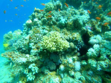 Kızıldeniz 'deki mercan resifi ve su bitkileri, Eilat Israel