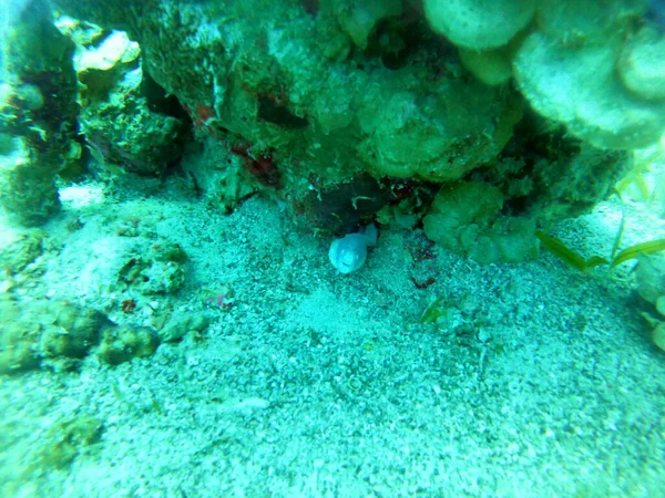 Moray Eel Mooray Lycodontis Undulatus Red Sea Eilat Israel — Stock Photo, Image