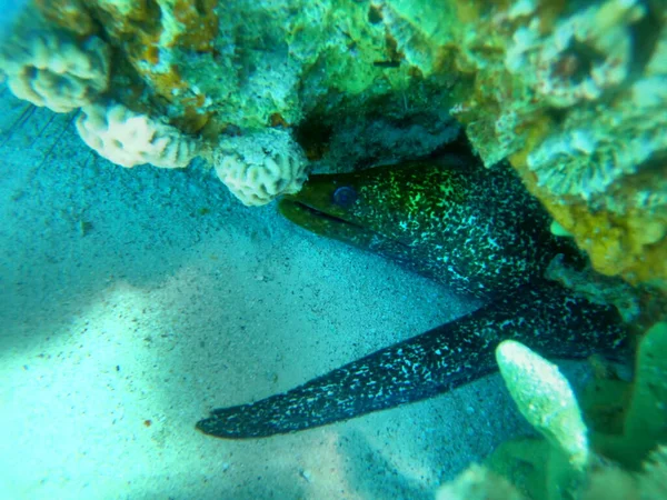 Moray Anguilla Mooray Lycodontis Undulatus Nel Mar Rosso Eilat Israele — Foto Stock