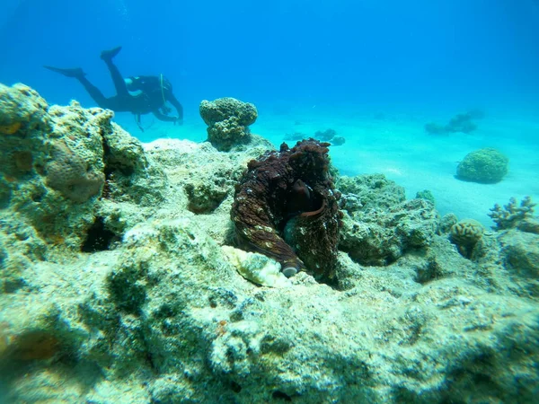 Octopus king of camouflage in the Red Sea, Eilat Israel