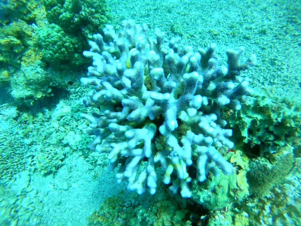 Récif Corallien Plantes Aquatiques Dans Mer Rouge Eilat Israël — Photo