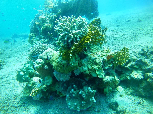 Coral Reef Water Plants Red Sea Eilat Israel — Stock Photo, Image