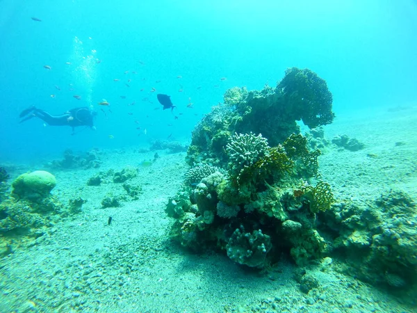 Rafa Koralowa Rośliny Wodne Morzu Czerwonym Eilat Israel — Zdjęcie stockowe