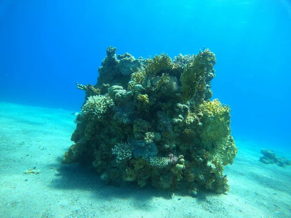 Barriera Corallina Piante Acquatiche Nel Mar Rosso Eilat Israele — Foto Stock