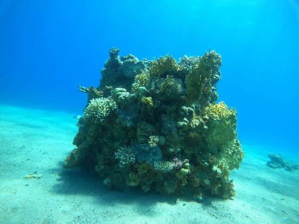 Récif Corallien Plantes Aquatiques Dans Mer Rouge Eilat Israël — Photo