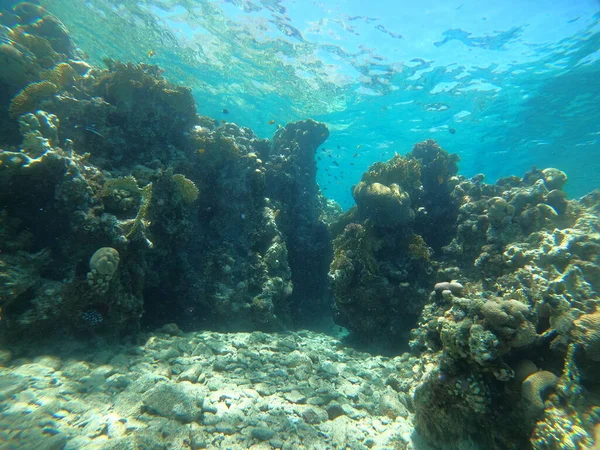 Κοραλλιογενή Ύφαλο Και Φυτά Νερού Στην Ερυθρά Θάλασσα Eilat Ισραήλ — Φωτογραφία Αρχείου