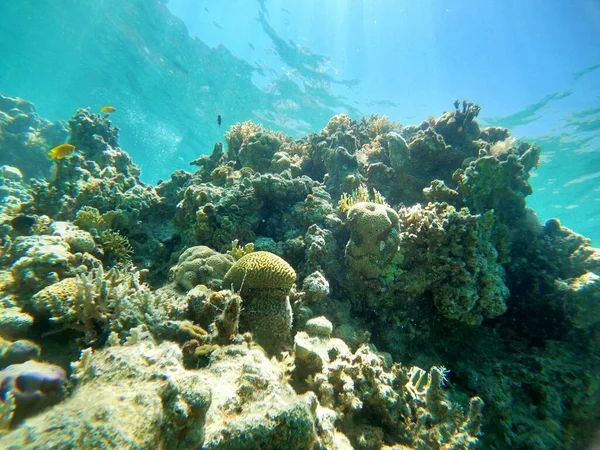 Korallrev Vannplanter Rødehavet Eilat Israel – stockfoto