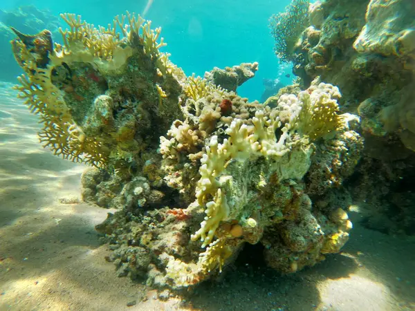 Korallzátony Vízinövények Vörös Tengeren Eilat Izrael — Stock Fotó